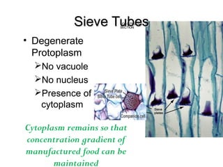 Sieve TubesSieve Tubes
• Degenerate
Protoplasm
No vacuole
No nucleus
Presence of
cytoplasm
Cytoplasm remains so that
concentration gradient of
manufactured food can be
maintained
 