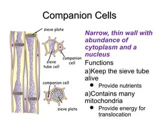 Companion CellsCompanion Cells
Narrow, thin wall with
abundance of
cytoplasm and a
nucleus
Functions
a)Keep the sieve tube
alive
 Provide nutrients
a)Contains many
mitochondria
 Provide energy for
translocation
sieve plate
sieve
tube cell
companion cell
companion
cell
sieve plate
 