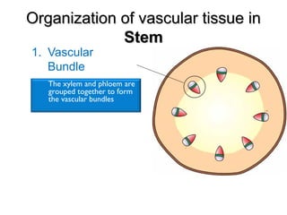Organization of vascular tissue inOrganization of vascular tissue in
StemStem
1. Vascular
Bundle
The xylem and phloem are
grouped together to form
the vascular bundles
 