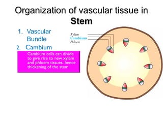 Organization of vascular tissue inOrganization of vascular tissue in
StemStem
1. Vascular
Bundle
2. Cambium
Cambium cells can divide
to give rise to new xylem
and phloem tissues, hence
thickening of the stem
Phloem
Cambium
Xylem
 