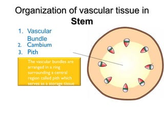 Organization of vascular tissue inOrganization of vascular tissue in
StemStem
1. Vascular
Bundle
2. Cambium
The vascular bundles are
arranged in a ring
surrounding a central
region called pith which
serves as a storage tissue
for food substances
3. Pith
 