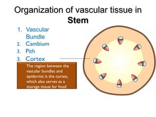 Organization of vascular tissue inOrganization of vascular tissue in
StemStem
1. Vascular
Bundle
2. Cambium
The region between the
vascular bundles and
epidermis is the cortex,
which also serves as a
storage tissue for food
substances
3. Pith
3. Cortex
 