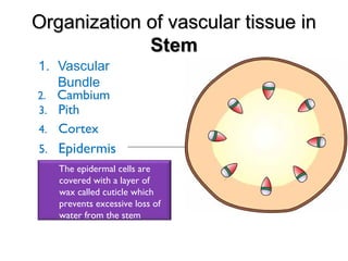 Organization of vascular tissue inOrganization of vascular tissue in
StemStem
1. Vascular
Bundle
2. Cambium
The epidermal cells are
covered with a layer of
wax called cuticle which
prevents excessive loss of
water from the stem
3. Pith
4. Cortex
5. Epidermis
 