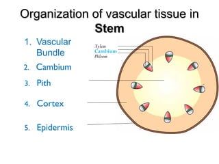 Organization of vascular tissue inOrganization of vascular tissue in
StemStem
1. Vascular
Bundle
2. Cambium
3. Pith
4. Cortex
5. Epidermis
Phloem
Cambium
Xylem
 