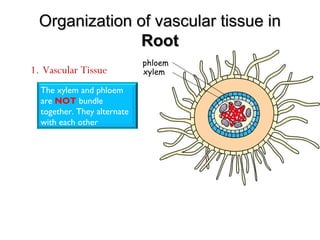 Organization of vascular tissue inOrganization of vascular tissue in
RootRoot
1. Vascular Tissue xylem
phloem
The xylem and phloem
are NOT bundle
together. They alternate
with each other
 