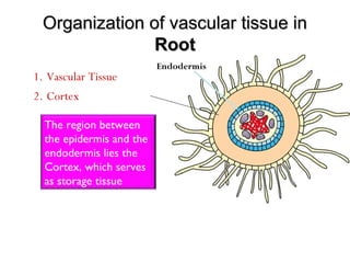 Organization of vascular tissue inOrganization of vascular tissue in
RootRoot
1. Vascular Tissue
The region between
the epidermis and the
endodermis lies the
Cortex, which serves
as storage tissue
2. Cortex
Endodermis
 