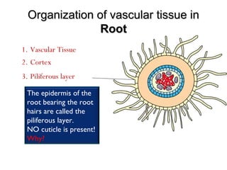 Organization of vascular tissue inOrganization of vascular tissue in
RootRoot
1. Vascular Tissue
The epidermis of the
root bearing the root
hairs are called the
piliferous layer.
NO cuticle is present!
Why?
2. Cortex
3. Piliferous layer
 