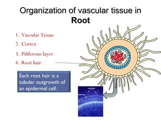 Organization of vascular tissue inOrganization of vascular tissue in
RootRoot
1. Vascular Tissue
Each root hair is a
tubular outgrowth of
an epidermal cell.
2. Cortex
3. Piliferous layer
4. Root hair
 