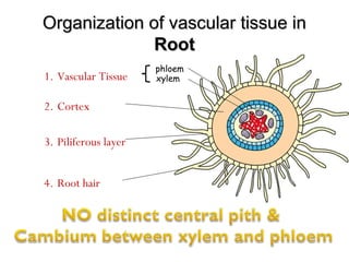 Organization of vascular tissue inOrganization of vascular tissue in
RootRoot
1. Vascular Tissue
2. Cortex
3. Piliferous layer
4. Root hair
xylem
phloem
 