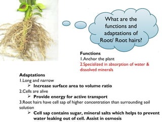 What are the
functions and
adaptations of
Root/ Root hairs?
Functions
1.Anchor the plant
2.Specialized in absorption of water &
dissolved minerals
Adaptations
1.Long and narrow
 Increase surface area to volume ratio
2.Cells are alive
 Provide energy for active transport
3.Root hairs have cell sap of higher concentration than surrounding soil
solution
 Cell sap contains sugar, mineral salts which helps to prevent
water leaking out of cell. Assist in osmosis
 