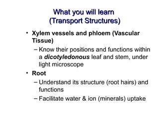 What you will learnWhat you will learn
(Transport Structures)(Transport Structures)
• Xylem vessels and phloem (Vascular
Tissue)
– Know their positions and functions within
a dicotyledonous leaf and stem, under
light microscope
• Root
– Understand its structure (root hairs) and
functions
– Facilitate water & ion (minerals) uptake
 