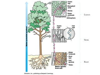 Root
Stem
Leaves
 