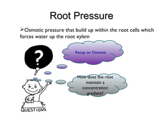 Root PressureRoot Pressure
Osmotic pressure that build up within the root cells which
forces water up the root xylem
Recap on Osmosis
How does the root
maintain a
concentration
gradient?
 