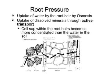 Root PressureRoot Pressure
 Uptake of water by the root hair by Osmosis
 Uptake of dissolved minerals through active
transport
 Cell sap within the root hairs becomes
more concentrated than the water in the
soil
 