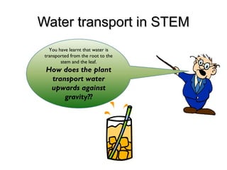 Water transport in STEMWater transport in STEM
You have learnt that water is
transported from the root to the
stem and the leaf.
How does the plant
transport water
upwards against
gravity??
 