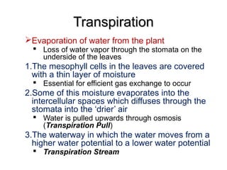 TranspirationTranspiration
Evaporation of water from the plant
 Loss of water vapor through the stomata on the
underside of the leaves
1.The mesophyll cells in the leaves are covered
with a thin layer of moisture
 Essential for efficient gas exchange to occur
2.Some of this moisture evaporates into the
intercellular spaces which diffuses through the
stomata into the ‘drier’ air
 Water is pulled upwards through osmosis
(Transpiration Pull)
3.The waterway in which the water moves from a
higher water potential to a lower water potential
 Transpiration Stream
 