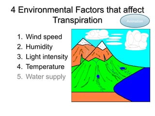 4 Environmental Factors that affect4 Environmental Factors that affect
TranspirationTranspiration
1. Wind speed
2. Humidity
3. Light intensity
4. Temperature
5. Water supply
Animation
 