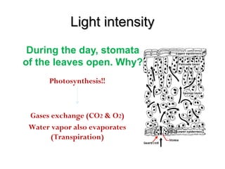 Light intensityLight intensity
During the day, stomata
of the leaves open. Why?
Photosynthesis!!
Gases exchange (CO2 & O2)
Water vapor also evaporates
(Transpiration)
 