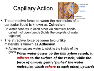 Capillary ActionCapillary Action
• The attractive force between the molecules of a
particular liquid is known as Cohesion
Water coheres to each other via chemical bonds
called hydrogen bonds (holds the droplets of water
together)
• The attractive force between two unlike
materials is known as Adhesion
Adhesion causes water to stick to the inside of the
glass When water passes up the thin xylem vessels, it
adheres to the surface of the vessels, while the
force of osmosis gently ‘pushes’ the water
molecules, which cohere to each other, upwards
 