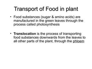 Transport of Food in plantTransport of Food in plant
• Food substances (sugar & amino acids) are
manufactured in the green leaves through the
process called photosynthesis
• Translocation is the process of transporting
food substances downwards from the leaves to
all other parts of the plant, through the phloem
 