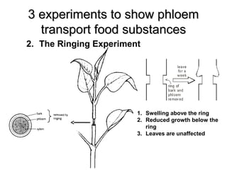 3 experiments to show phloem3 experiments to show phloem
transport food substancestransport food substances
2. The Ringing Experiment
1. Swelling above the ring
2. Reduced growth below the
ring
3. Leaves are unaffected
 