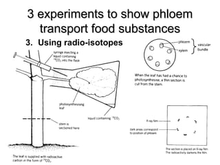 3 experiments to show phloem3 experiments to show phloem
transport food substancestransport food substances
3. Using radio-isotopes
 