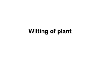 Wilting of plantWilting of plant
 