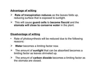 Advantage of wilting
 Rate of transpiration reduces as the leaves folds up,
reducing surface that is exposed to sunlight.
 This will cause guard cells to become flaccid and the
stomata will close to conserve water in the plant.
Disadvantage of wilting
• Rate of photosynthesis will be reduced due to the following
reasons:
 Water becomes a limiting factor now.
 The amount of sunlight that can be absorbed becomes a
limiting factor as leaves shriveled up.
 The amount of carbon dioxide becomes a limiting factor as
the stomata are closed.
 