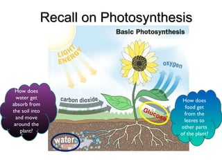 Recall on PhotosynthesisRecall on Photosynthesis
How does
food get
from the
leaves to
other parts
of the plant?
How does
water get
absorb from
the soil into
and move
around the
plant?
 