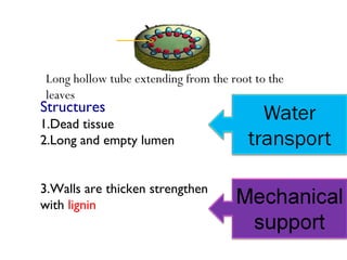 XylemXylem
Structures
1.Dead tissue
2.Long and empty lumen
3.Walls are thicken strengthen
with lignin
Long hollow tube extending from the root to the
leaves
 