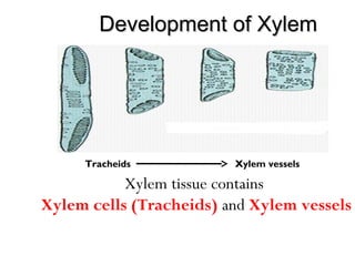 Development of XylemDevelopment of Xylem
Tracheids Xylem vessels
Xylem tissue contains
Xylem cells (Tracheids) and Xylem vessels
 