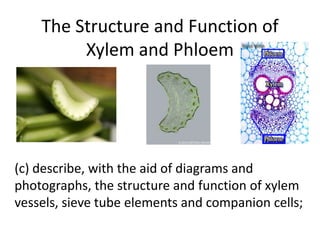 The Structure and Function of
Xylem and Phloem

(c) describe, with the aid of diagrams and
photographs, the structure and function of xylem
vessels, sieve tube elements and companion cells;

 