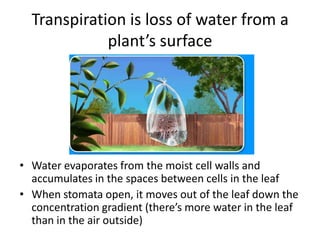 Transport in plants 3 transpiration | PPTX