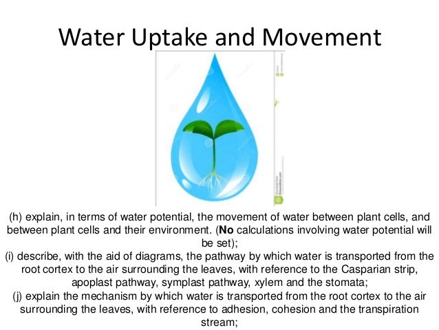 Transport in plants 5 water uptake and movement