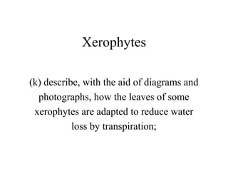 Xerophytes
(k) describe, with the aid of diagrams and
photographs, how the leaves of some
xerophytes are adapted to reduce water
loss by transpiration;

 