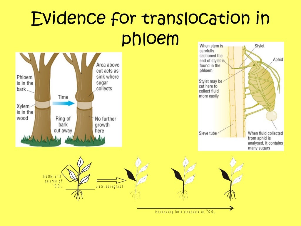 Transport in plants 7 translocation of assimilates