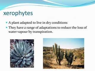 Transport in plants AS Biology [jm] | PPTX