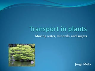 Moving water, minerals and sugars




                         Jorge Melo
 