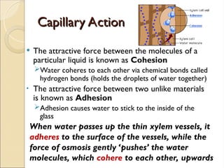 Comprehensive Overview of Plant Transport Systems: Xylem, Phloem, and ...
