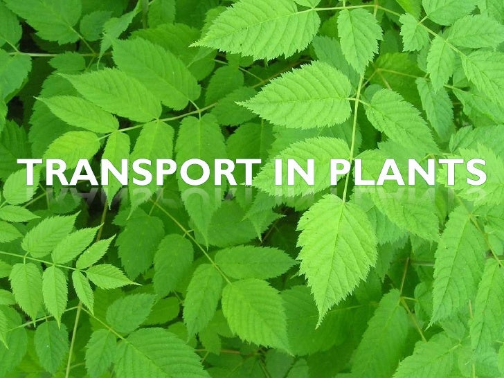 transport in plant slides plants ppt