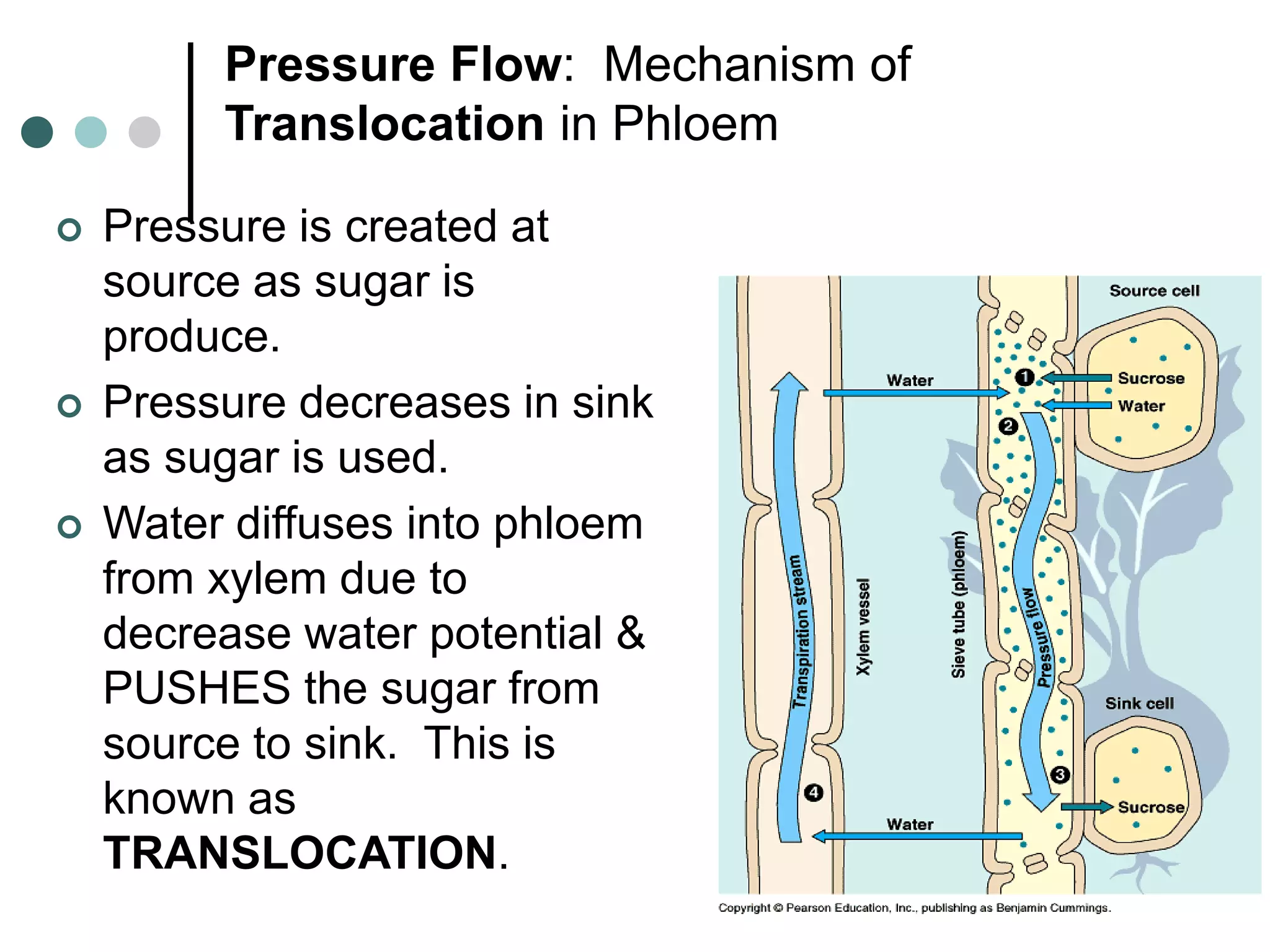 Transport in vascular_plants.. | PPT