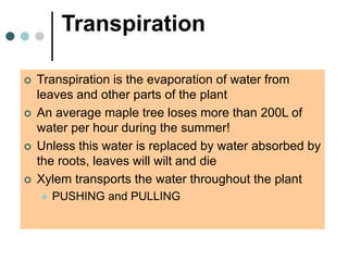 Transpiration
 Transpiration is the evaporation of water from
leaves and other parts of the plant
 An average maple tree loses more than 200L of
water per hour during the summer!
 Unless this water is replaced by water absorbed by
the roots, leaves will wilt and die
 Xylem transports the water throughout the plant
 PUSHING and PULLING
 