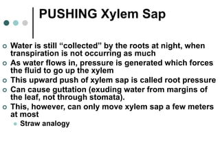 PUSHING Xylem Sap
 Water is still “collected” by the roots at night, when
transpiration is not occurring as much
 As water flows in, pressure is generated which forces
the fluid to go up the xylem
 This upward push of xylem sap is called root pressure
 Can cause guttation (exuding water from margins of
the leaf, not through stomata).
 This, however, can only move xylem sap a few meters
at most
 Straw analogy
 