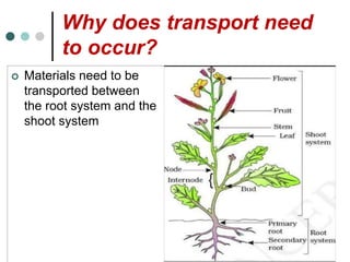 Why does transport need
to occur?
 Materials need to be
transported between
the root system and the
shoot system
 