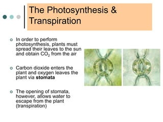 The Photosynthesis &
Transpiration
 In order to perform
photosynthesis, plants must
spread their leaves to the sun
and obtain CO2 from the air
 Carbon dioxide enters the
plant and oxygen leaves the
plant via stomata
 The opening of stomata,
however, allows water to
escape from the plant
(transpiration)
 