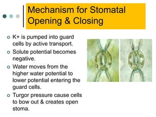 Mechanism for Stomatal
Opening & Closing
 K+ is pumped into guard
cells by active transport.
 Solute potential becomes
negative.
 Water moves from the
higher water potential to
lower potential entering the
guard cells.
 Turgor pressure cause cells
to bow out & creates open
stoma.
 