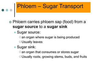 Phloem – Sugar Transport
 Phloem carries phloem sap (food) from a
sugar source to a sugar sink
 Sugar source:
an organ where sugar is being produced
Usually leaves
 Sugar sink:
an organ that consumes or stores sugar
Usually roots, growing stems, buds, and fruits
 