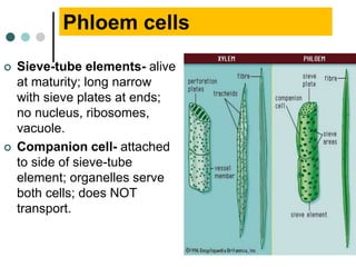 Phloem cells
 Sieve-tube elements- alive
at maturity; long narrow
with sieve plates at ends;
no nucleus, ribosomes,
vacuole.
 Companion cell- attached
to side of sieve-tube
element; organelles serve
both cells; does NOT
transport.
 