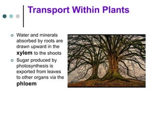 Transport Within Plants
 Water and minerals
absorbed by roots are
drawn upward in the
xylem to the shoots
 Sugar produced by
photosynthesis is
exported from leaves
to other organs via the
phloem
 