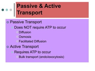 Passive & Active
Transport
 Passive Transport
 Does NOT require ATP to occur
Diffusion
Osmosis
Facilitated Diffusion
 Active Transport
 Requires ATP to occur
Bulk transport (endo/exocytosis)
 